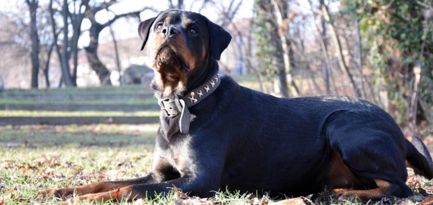 Rotweiler
