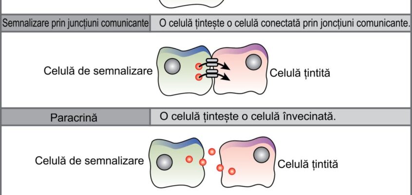 Semnalizarea chimică între celule
