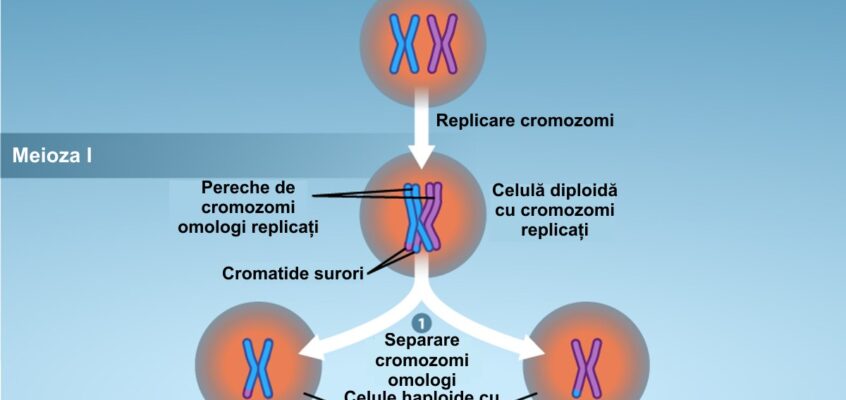 Meioza