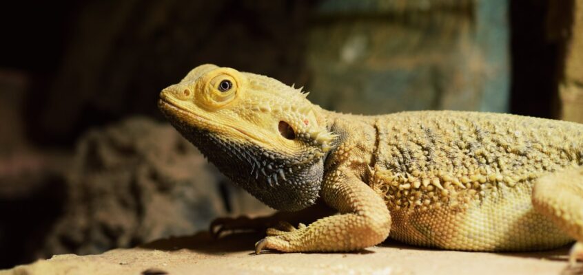 Șopârlă agama