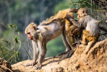 Maimuțe rhesus