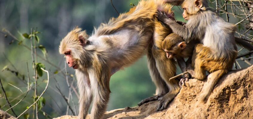 Maimuțe rhesus