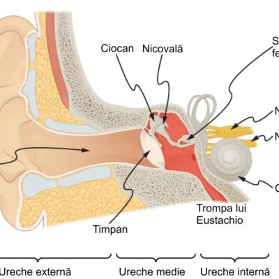 Anatomia urechii umane