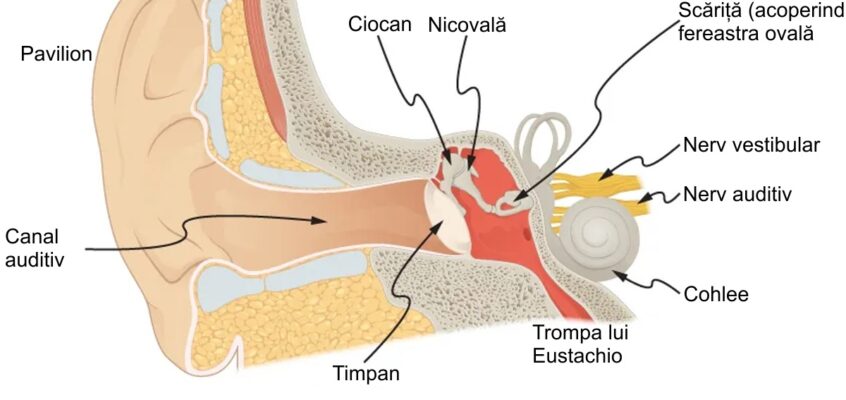 Anatomia urechii umane