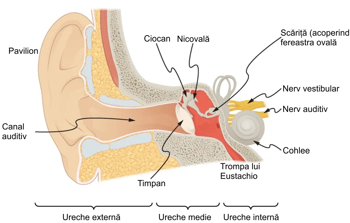 Anatomia urechii umane
