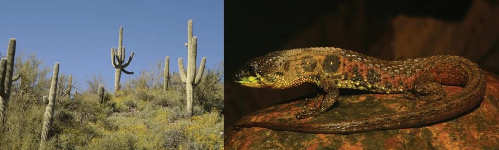 Saguaro - Lizard
