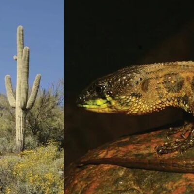 Saguaro - Lizard