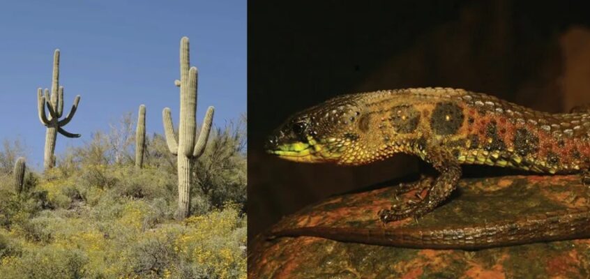 Saguaro - Lizard