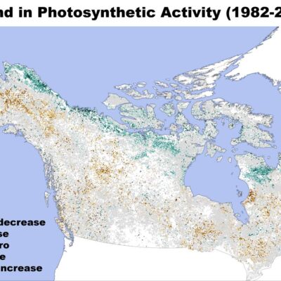 Schimbarea activității fotosintetice în pădurile nordice 1982–2003