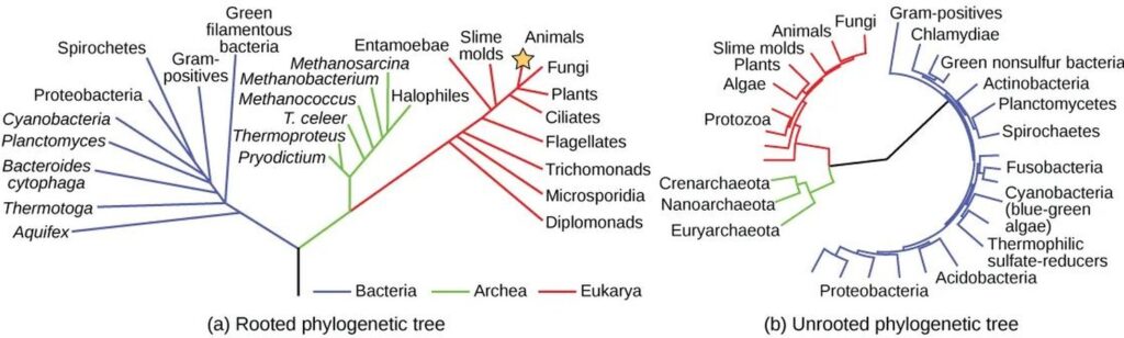 Arbori filogenetici