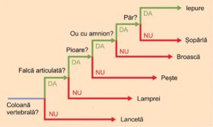 Arbore filogenetic