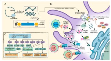 Transcripție in vitro ARNm, activarea imunității înnăscute și adaptive.