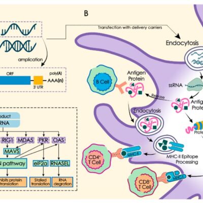 Transcripție in vitro ARNm, activarea imunității înnăscute și adaptive.