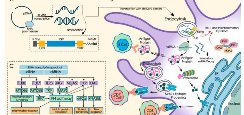Transcripție in vitro ARNm, activarea imunității înnăscute și adaptive.