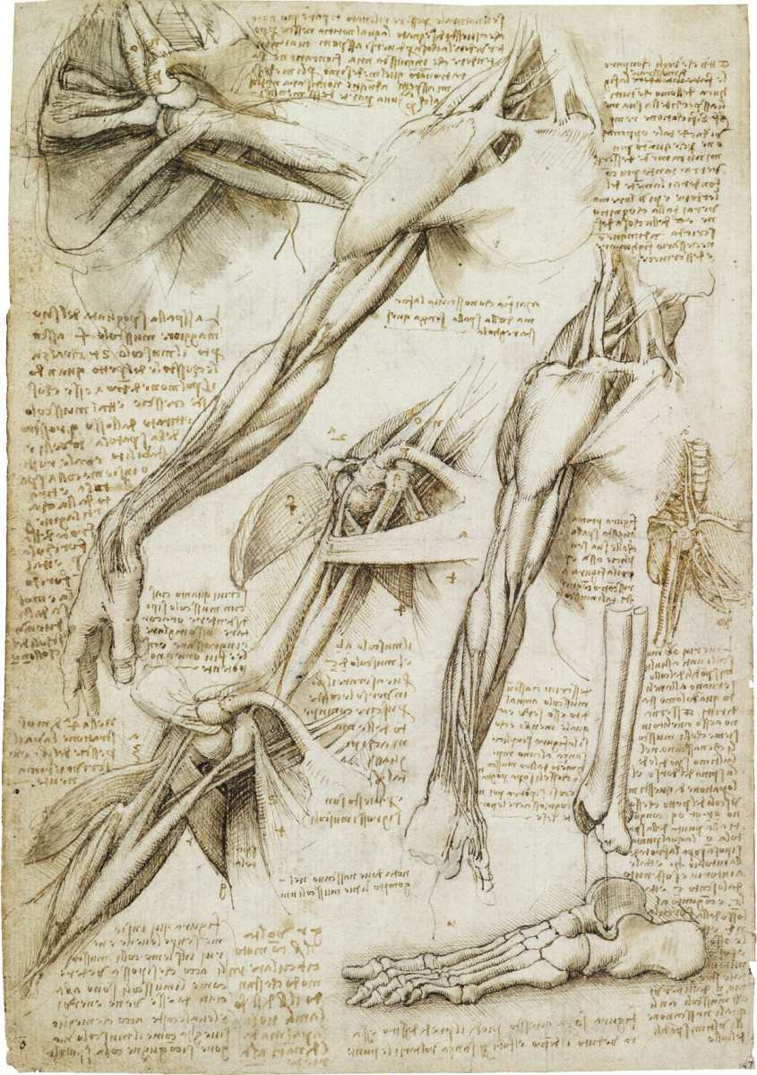 Studii anatomice ale mușchilor brațului și umărului, oaselor piciorului. Artist: Leonardo da Vinci