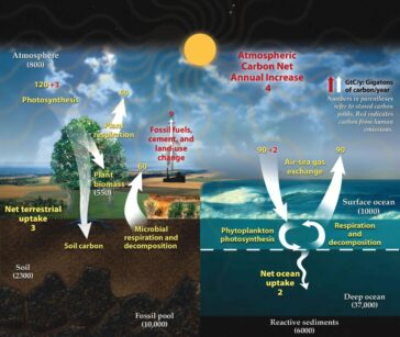 Ciclul carbonului