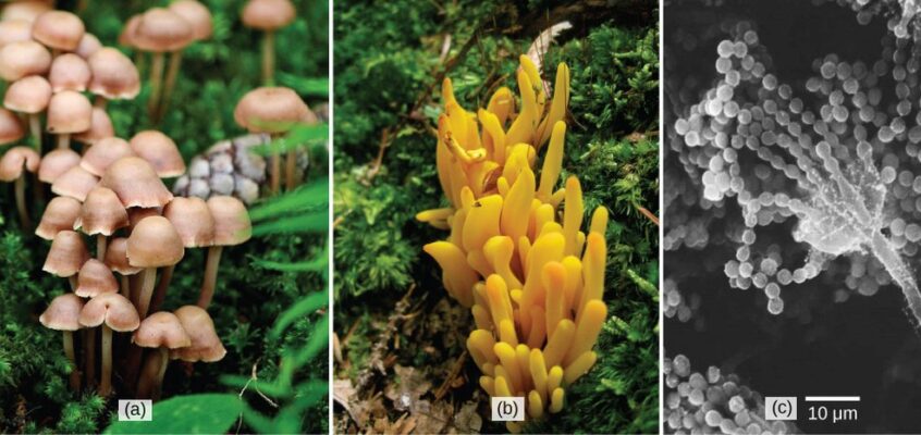 Ciuperci (Fungi)