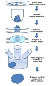 Creșterea unui organoid cerebral