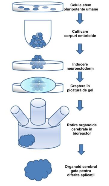 Creșterea unui organoid cerebral
