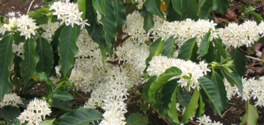 Flori de cafea arabica