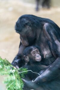 Monkeys