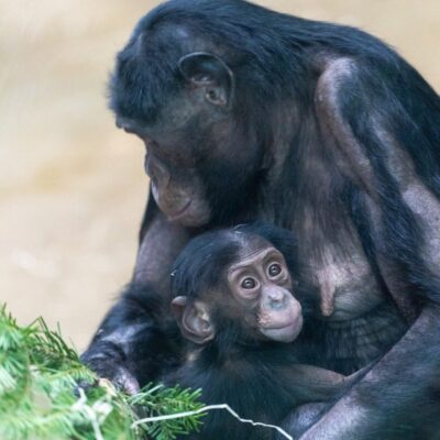 Monkeys