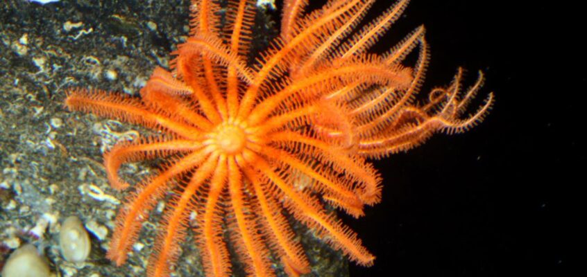Stea de mare (Novodinia antillensis)