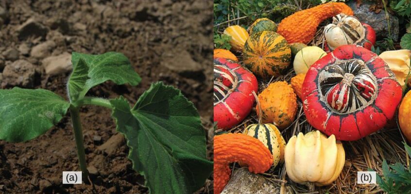 Dovleac (Cucurbita maxima)