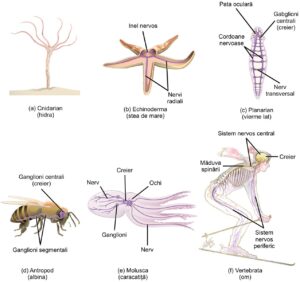 Sisteme nervoase la animale