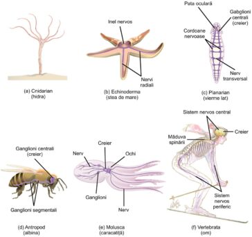 Sisteme nervoase la animale