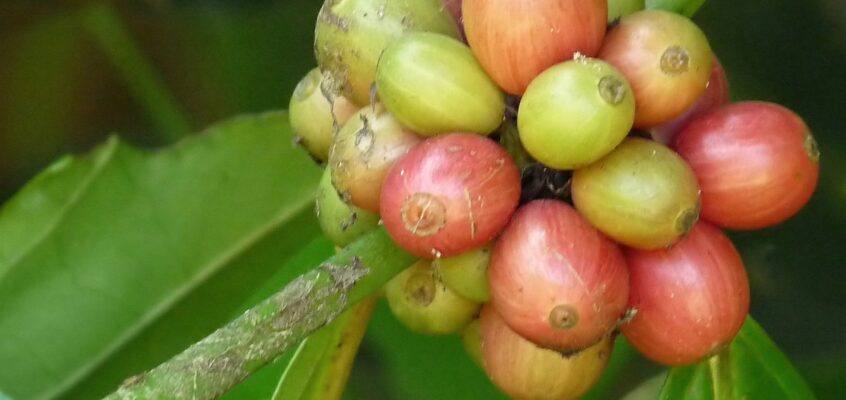 Fructe de cafea robusta