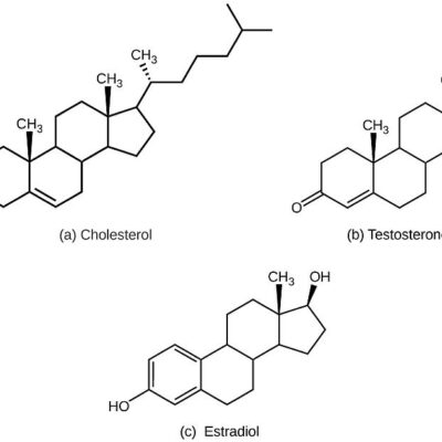 (a) colesterolul, plus hormonii steroizi (b) testosteronul și (c) estradiolul