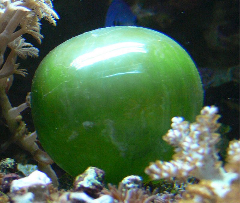 Celula algei unicelulare Ventricaria ventricosa