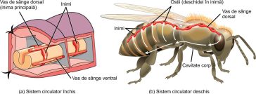 Sisteme circulatorii