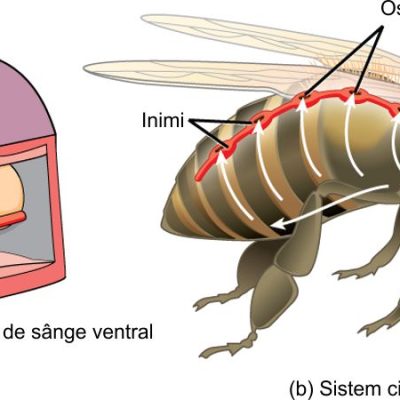 Sisteme circulatorii
