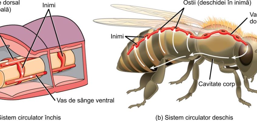 Sisteme circulatorii