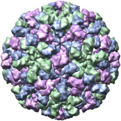 Structura cristalografică cu raze X a capsidei virusului Norwalk (Noronavirus)