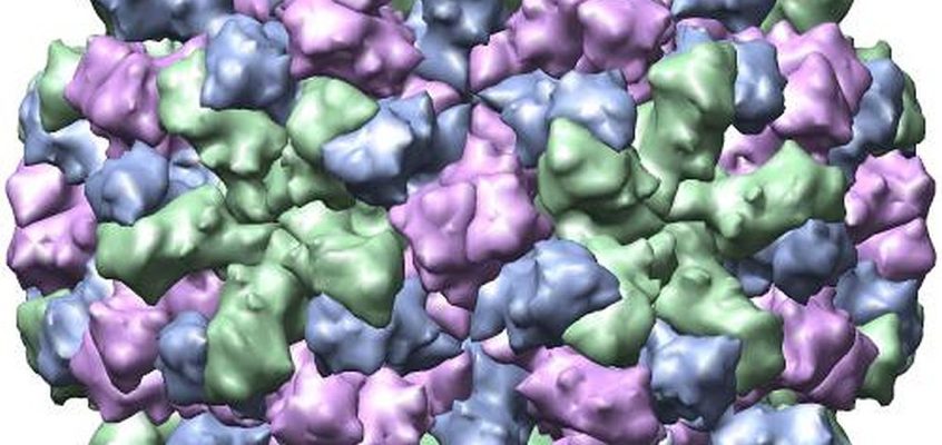 Structura cristalografică cu raze X a capsidei virusului Norwalk (Noronavirus)