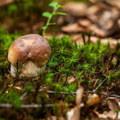 Mushroom - Ciuperci - Hribi