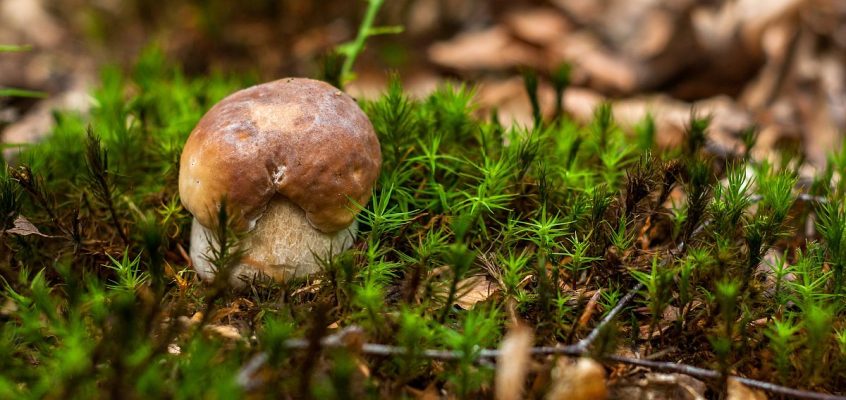 Mushroom - Ciuperci - Hribi