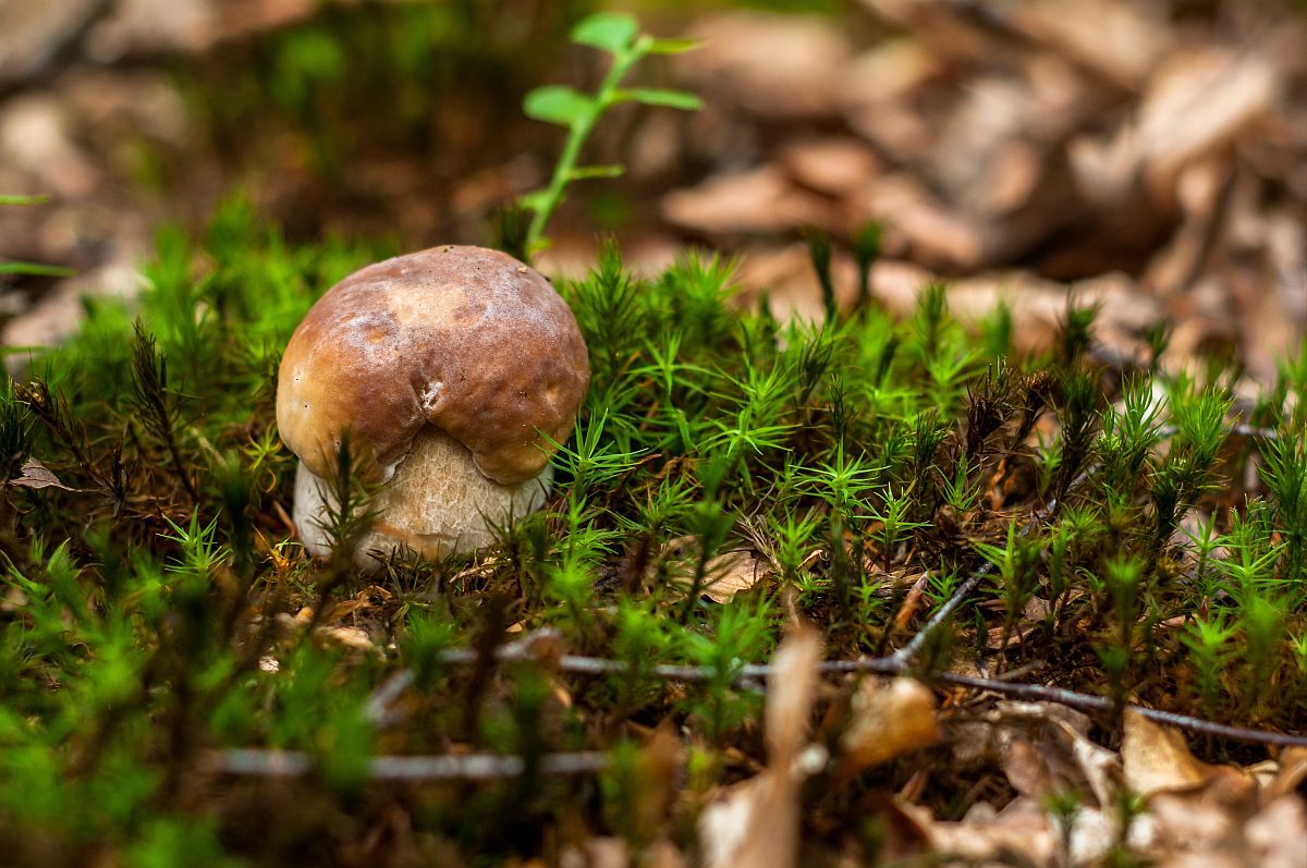 Mushroom - Ciuperci - Hribi