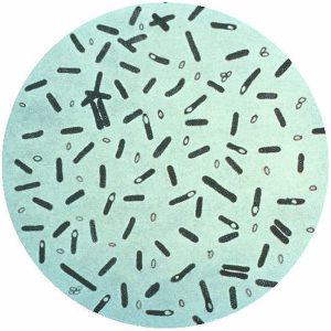 Bacteria Clostridium botulinum
