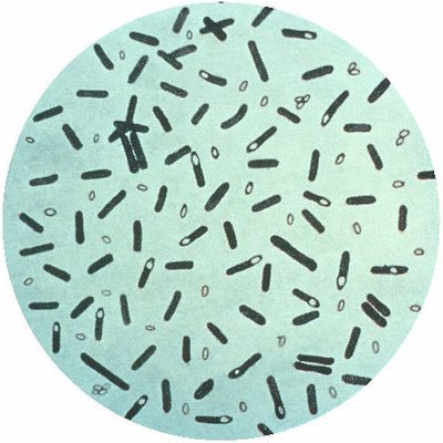 Bacteria Clostridium botulinum