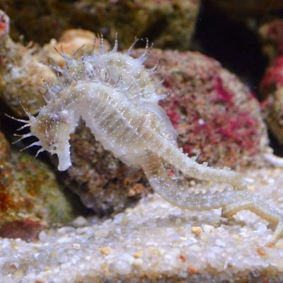 Căluți de mare