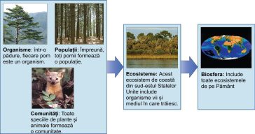 Ecologiștii studiază în cadrul mai multor niveluri biologice de organizare