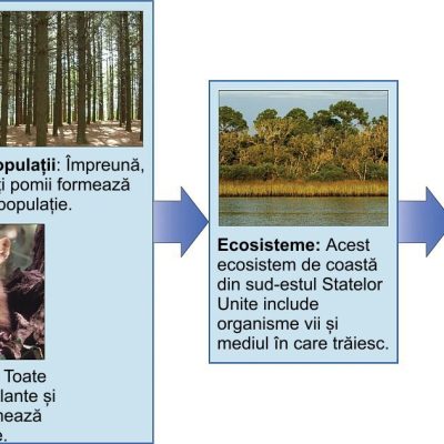 Ecologiștii studiază în cadrul mai multor niveluri biologice de organizare