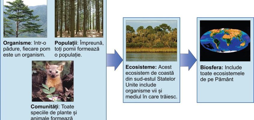 Ecologiștii studiază în cadrul mai multor niveluri biologice de organizare