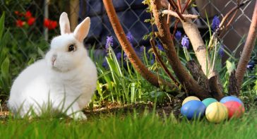 Easter Bunny and Eggs
