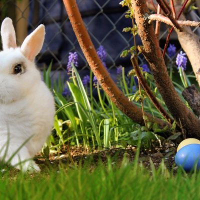 Easter Bunny and Eggs
