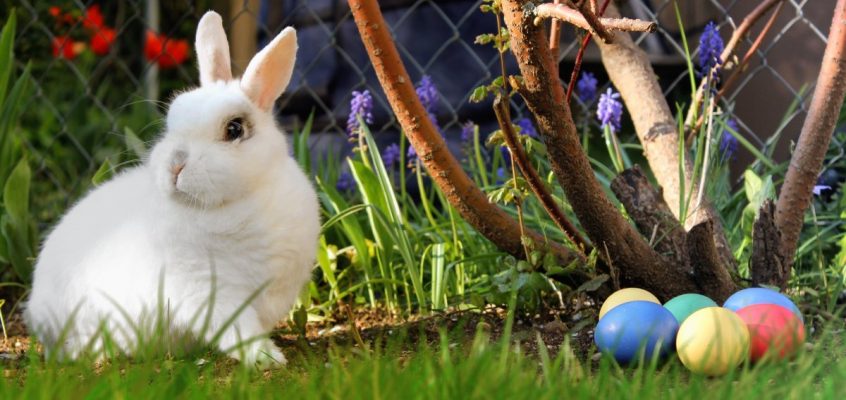 Easter Bunny and Eggs